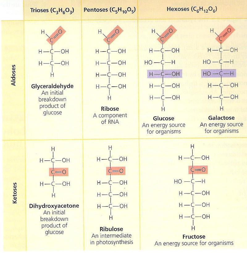 Μονοσακχαρίτες o Διακρίνονται σε: 1. τριόζες (με 3 άτομα C) π.χ. η γλυκεριναλδεϋδη και η διυδροξυακετόνη, 2. πεντόζες (με 5 άτομα C) π.χ. η ριβόζη και η δεσοξυριβόζη, 3. και εξόζες (με 6 άτομα C) π.χ. η γλυκόζη, η φρουκτόζη και η γαλακτόζη.