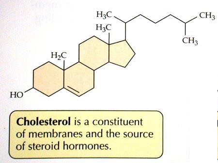 Στεροειδή o Τα στεροειδή διαφέρουν από τα υπόλοιπα λιπίδια ως προς τη δομή τους. o Το γνωστότερο στεροειδές είναι η χοληστερόλη.