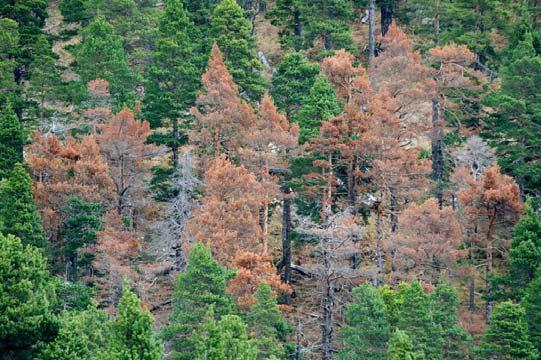 Στο δάσος Ρητίνης Βρίας των Πιερίων Ορέων έχει παρατηρηθεί ξήρανση ατόμων ή ομάδων ατόμων δασικής πεύκης κατά τις τελευταίες δεκαετίες (Εικ. 3).