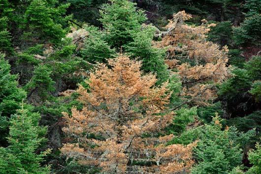 Εικόνα 9. Νέκρωση κεφαλληνιακής ελάτης (Abies cephalonica) στο Όρος Ταΰγετος. 2.