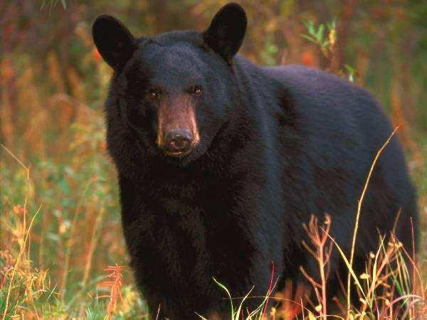 Μαύρη αρκούδα Βρίσκεται στη Βόρειο Αµερική Εκεί