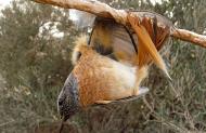 Τοπικές Εκστρατείες Παράνομη και Μη-Επιλεκτική Παγίδευση Πουλιών Στις 20 Φεβρουαρίου, οι Φίλοι της Γης Κύπρου, σε συνεργασία με την Committee Against Bird Slaughter (CABS) και το Pro Biodiversity