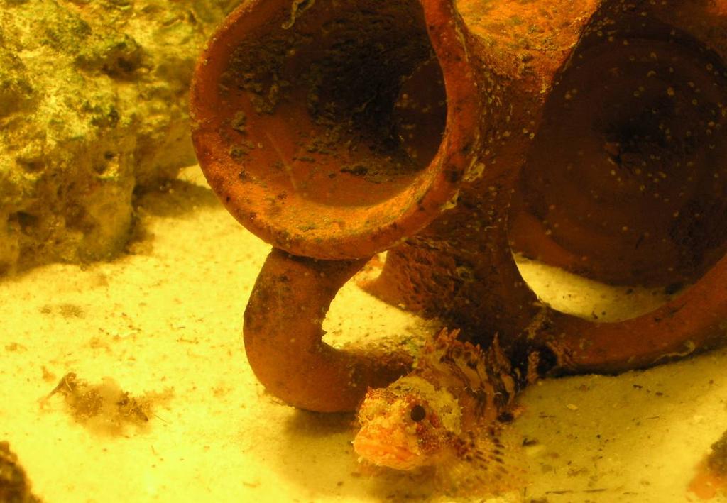 Εικόνα 17: Μπαρµπούνι (Mullus barbatus) (Πηγή: Αρχείο Υ.Σ.Ρ.) Μήκος: 0,20-0,40cm. Χρώµα: ροδινό µε πιο σκούρα ροδινή ράχη και µια-δυο σειρές παράλληλες κοκκινωπές.