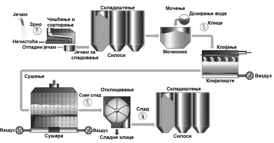 нових ензима и током које се врши ограничена разградња зрна.