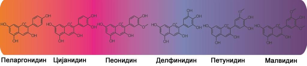 Слика 31. Боје уобичајених антоцијанидина (http://chimorgsun.blogspot.rs/2014_01_01_archive.html) Малвидин је најзаступљенији антоцијанидин у највећем броју сорти грожђа врсте V. vinifera L.