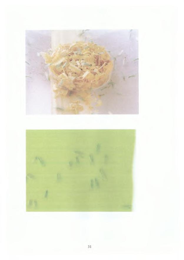 Εικόνα 8: Ακμαία τη στιγμή που τρώνε τεχνητή τροφή Εικόνα 9: Ακμαία