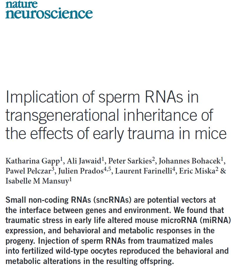 male offspring showed depressive behaviours and tended to underestimate risk, the study found.