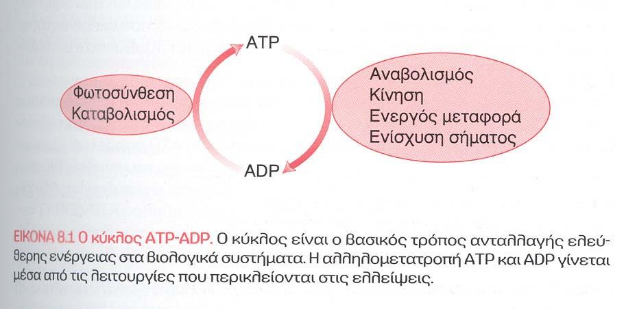 ΕΝΑΣ ΜΕΣΟΣ ΑΝΘΡΩΠΟΣ ΔΙΑΣΠΑ & ΑΝΑΣΥΝΘΕΤΕΙ ΠΕΡΙΠΟΥ 40 kg ΑΤΡ/ΗΜΕΡΑ ΕΝΩ ΕΝΑΣ ΑΘΛΗΤΗΣ ΔΙΑΣΠΑ 70 kg/ημερα ΕΝΩ ΚΑΤΑ ΤΗΝ