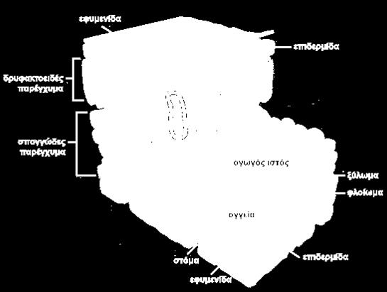 o το μεσόφυλλο που βρίσκεται ανάμεσα στις δύο επιδερμίδες και διασχίζεται από αγγεία.