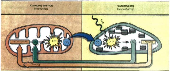 Σχέση φωτοσύνθεσης και κυτταρικής αναπνοής Σε ό,τι αφορά τους υδατάνθρακες, η κυτταρική αναπνοή ως μεταβολική πορεία είναι αντίστροφη