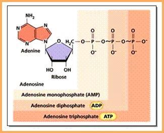 Τριφωσφορική Αδενοσίνη (ATP) Για τη μεταφορά της χημικής ενέργειας από τις εξώθερμες αντιδράσεις στις ενδόθερμες χρησιμοποιείται το μόριο τριφωσφορική αδενοσίνη (ATP).