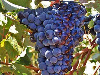 Τα τελευταία χρόνια αναβιώνει η παραγωγή λιαστού κρασιού από Λιάτικο μέσα από την προσπάθεια οινοποιών του νησιού.