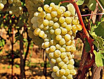 Βιδιανό Φυτό ζωηρό, παραγωγικό, γόνιμο, ανθεκτικό στο περονόσπορο δίδει κρασί υψηλόβαθμο, μέτριας οξύτητας, με ιδιαίτερο άρωμα που θυμίζει