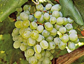 Το κρασί είναι σχετικά χαμηλού έως μετρίου αλκοολικού τίτλου, μέτριας οξύτητας με άρωμα που θυμίζει αυτό της δάφνης.