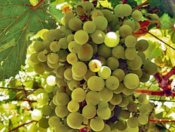 Μαλβαζία Λευκή ποικιλία που παράγει κρασί, με ευχάριστη γεύση και έντονο χαρακτηριστικό ανθώδες άρωμα με νότες μοσχάτου.