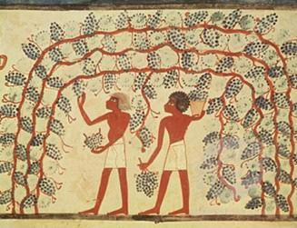 The Grape Harvesters(Τρυγιτός) 1556-1314 B.C., Τοιχο