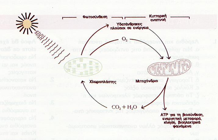 Φωτοσύνθεση Κυτταρική αναπνοή Υδατάνθρακες πλούσιοι σε ενέργεια Χλωροπλάστης Μιτοχόνδριο ΑΤΡ για τη βιοσύνθεση, ενεργητική μεταφορά, κίνηση, βιοηλεκτρικά
