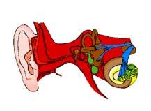 осцилације Онесепреносепрекокошчица(чекић, наковањ и узенгија) Долазе на мембрану која затвара унутрашње ухо које је испуњено течношћу Дуж канала ун.