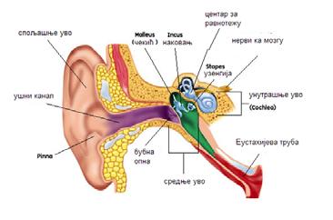 .. 5 6 Како чујемо?