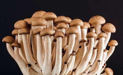 https://pixabay.com/en/mushroom-fungi-fungus-many-food-389421/ Kuri jēdzieni atbilst attēlotajam organismam?