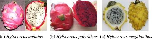 ΚΑΙ ΜΙΑ ΔΕΥΤΕΡΗ ΟΝΟΜΑΣΙΑ: Pitahaya Το dragon fruit ή pitahaya ανήκει στο γένος Hylocereus.