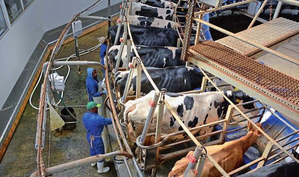 Το προσωπικό της Fair Cape Dairies αρµέγει 360 αγελάδες/ώρα στην περιστροφική πλατφόρµα των 64 θέσεων.