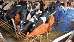 Το κοπάδι αποτελείται από τις ράτσες Holstein, Ayrshire και Jersey. Παρατηρήστε ότι οι εργάτες δεν χρησιµοποιούν ραβδιά.