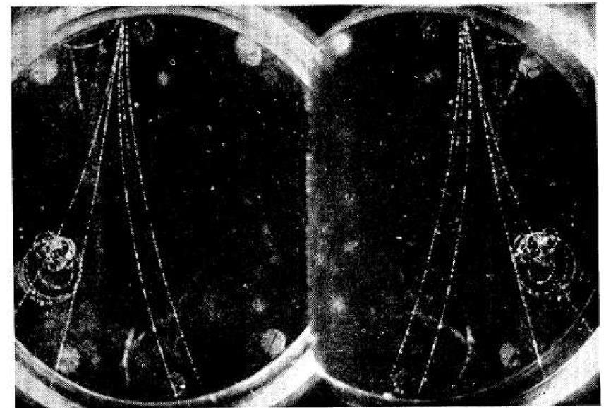 Φωτογραφίες Σωματιδίων Συνήθως οι Θάλαμοι χρησιμοποιούνταν