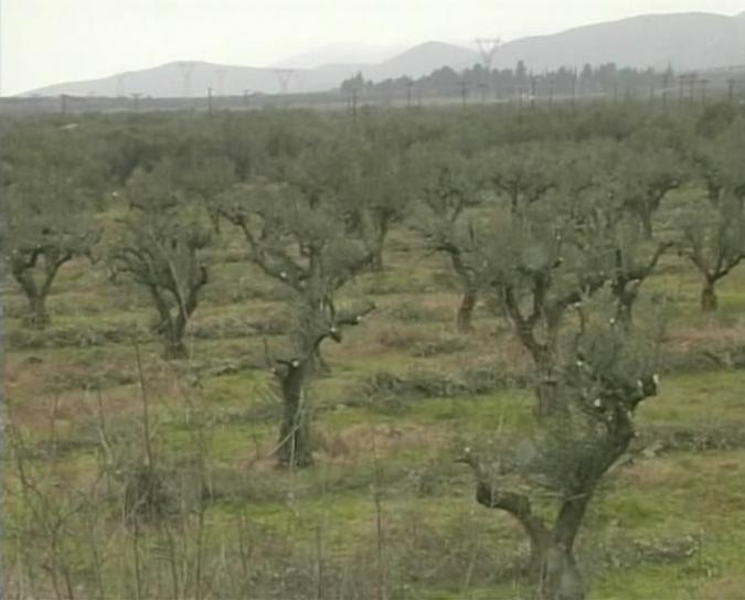 Διαχείριση πυρόπληκτων