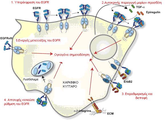 1. η αυξημένη παραγωγή μορίων προσδετών 2. τα υψηλά επίπεδα EGFR (υπερέκφρασή του) 3. οι μεταλλαγμένες ενεργές δομές του EGFR 4. η ατελής καθοδική ρύθμιση του EGFR καθώς και 5.