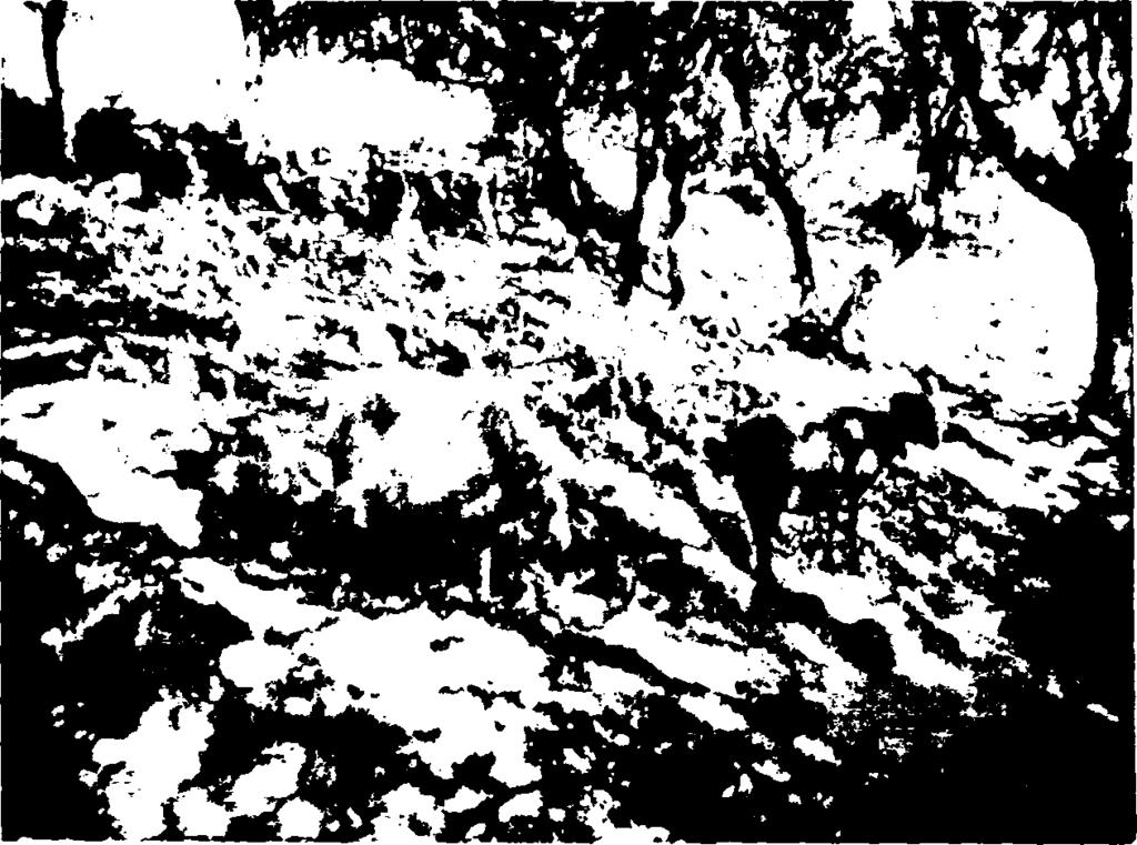 Η διατροφή τους στηρίζεται στις βοσκές ( εικόνα 3). Βόσκουν σε ορεινά βοσκοτόπια μάλλον βοσκοϊκανότητας όπου παραμένουν όλο το χρόνο.