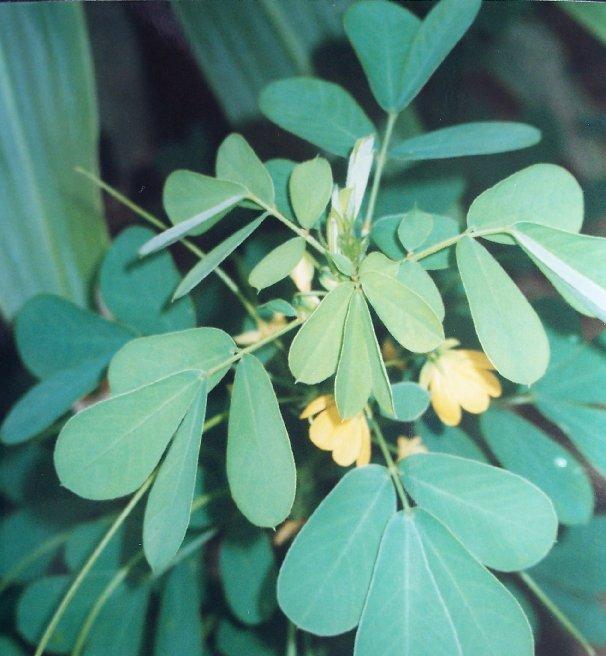1.6 Cassia tora Linn. 1.6.1 Morfologi am Rajah 1.2 : Cassia tora Linn. Tumbuhan ini adalah daripada jenis pokok renek yang lembut atau herba yang boleh hidup setinggi 0.5 1.