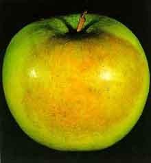 iprodione (IP) Εσπεριδοειδή, Μήλα και αχλάδια: Προστασία από μύκητες του γένους Penicilium sp.