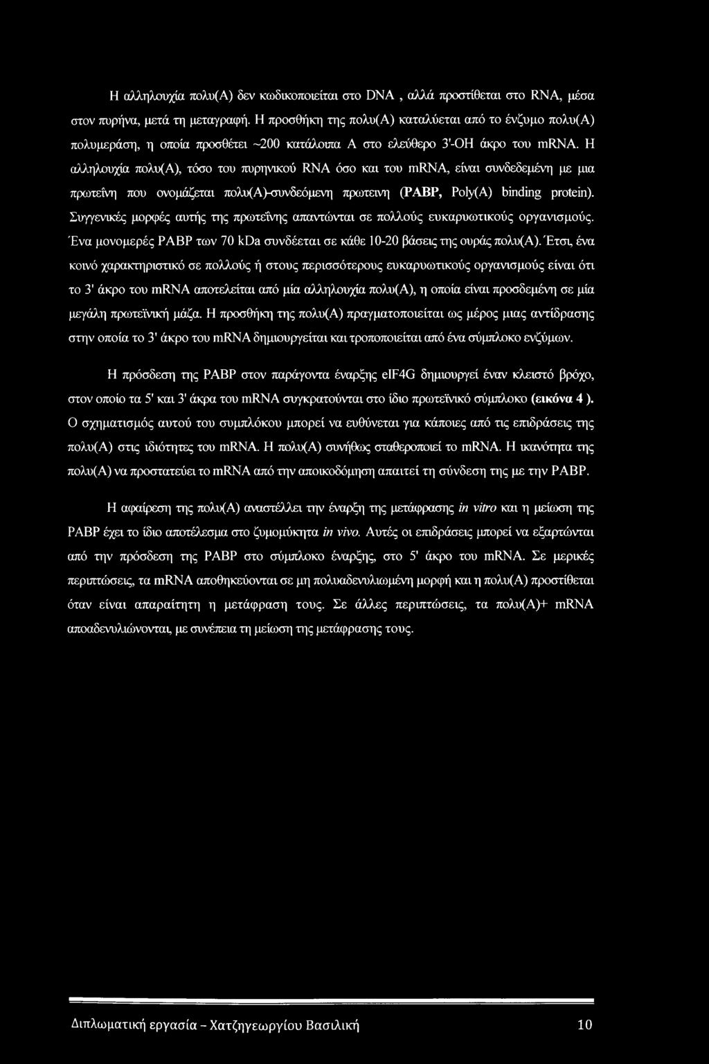 Η αλληλουχία πολυ(α), τόσο του πυρηνικού RNA όσο και του mrna, είναι συνδεδεμένη με μια πρωτεΐνη που ονομάζεται πολυ(α)-συνδεόμενη πρωτεΐνη (ΡΑΒΡ, Poly(A) binding protein).