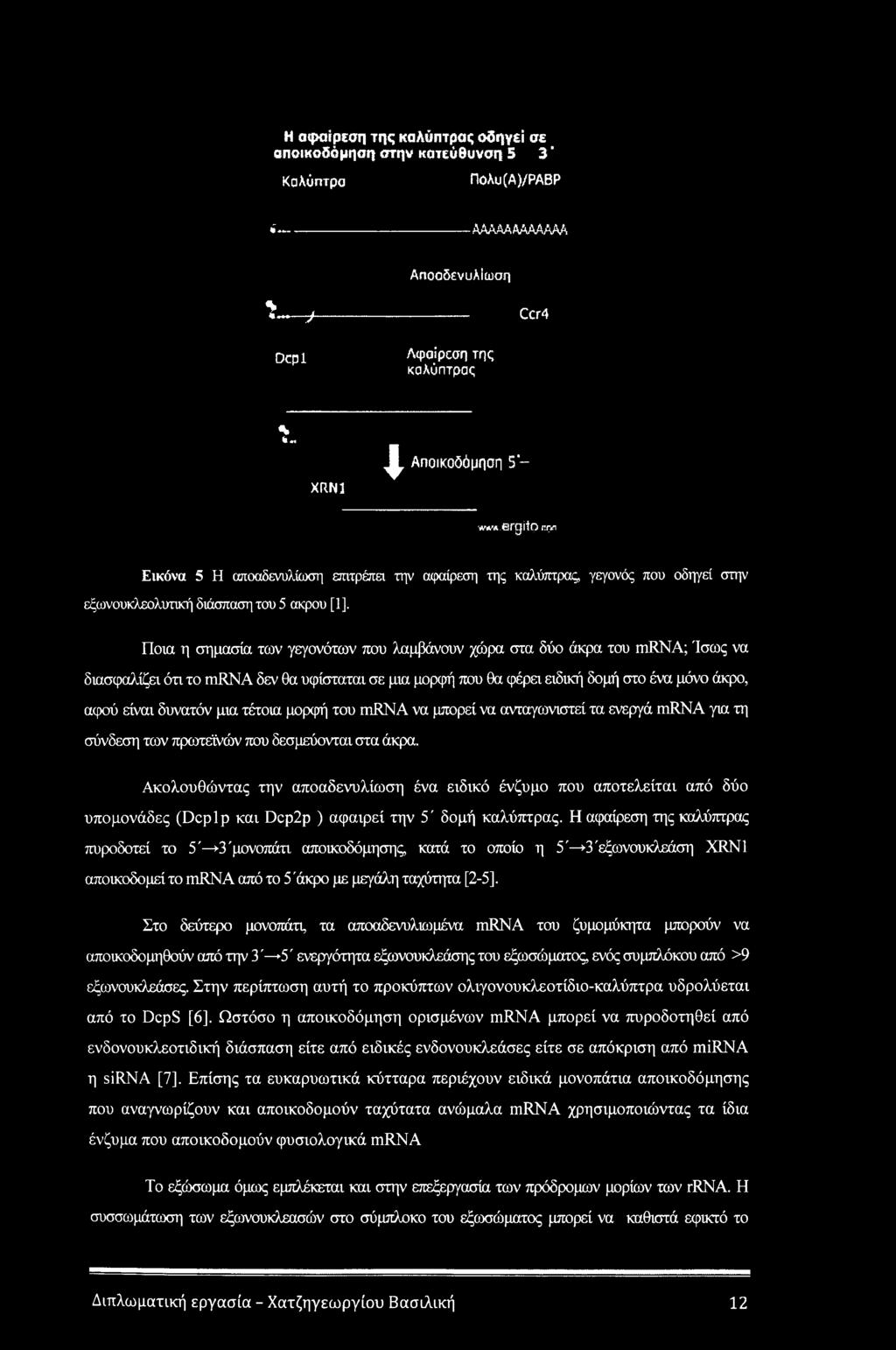 άκρα του mrna; Ίσως να διασφαλίζει ότι το mrna δεν θα υφίσταται σε μια μορφή που θα φέρει ειδική δομή στο ένα μόνο άκρο, αφού είναι δυνατόν μια τέτοια μορφή του mrna να μπορεί να ανταγωνιστεί τα