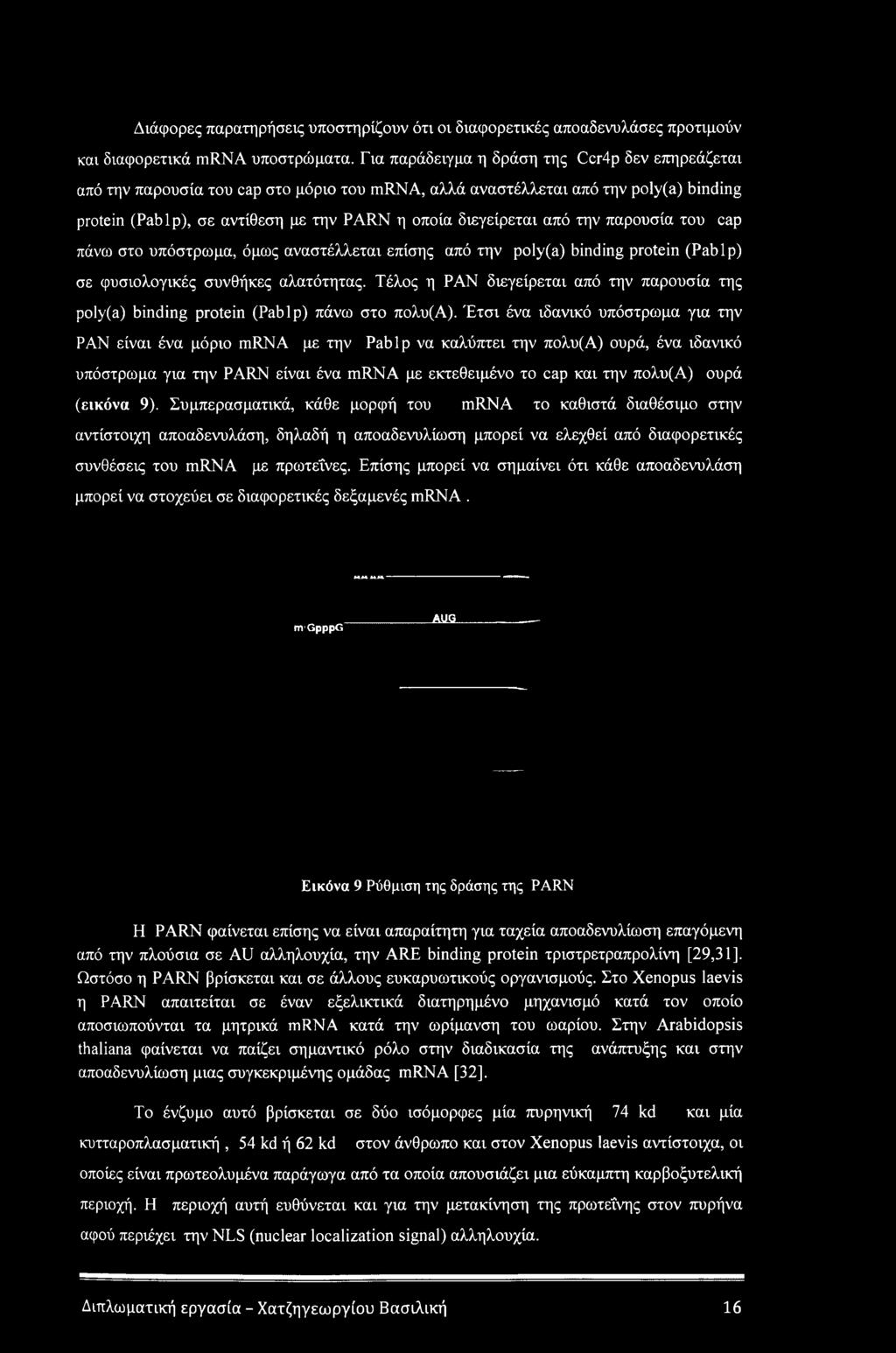 από την παρουσία του cap πάνω στο υπόστρωμα, όμως αναστέλλεται επίσης από την poly(a) binding protein (Pablp) σε φυσιολογικές συνθήκες αλατότητας.