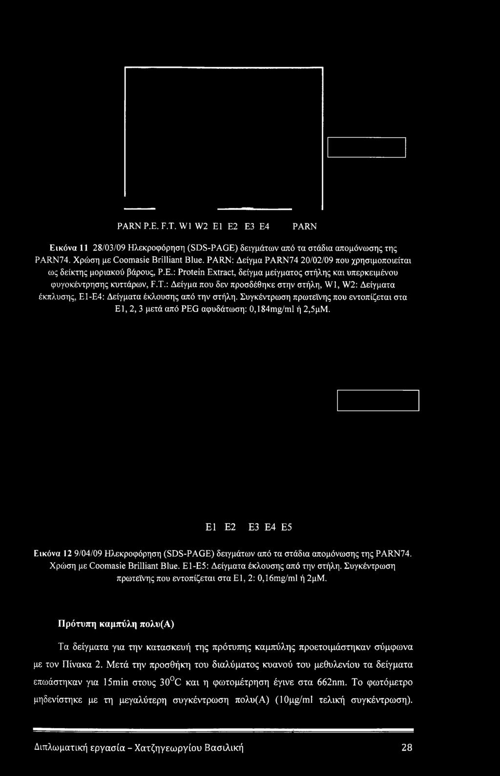 Ε1 Ε2 Ε3 Ε4 Ε5 Εικόνα 12 9/04/09 Ηλεκροφόρηση (SDS-PAGE) δειγμάτων από τα στάδια απομόνωσης της PARN74. Χρώση με Coomasie Brilliant Blue. Ε1-Ε5: Δείγματα έκλουσης από την στήλη.