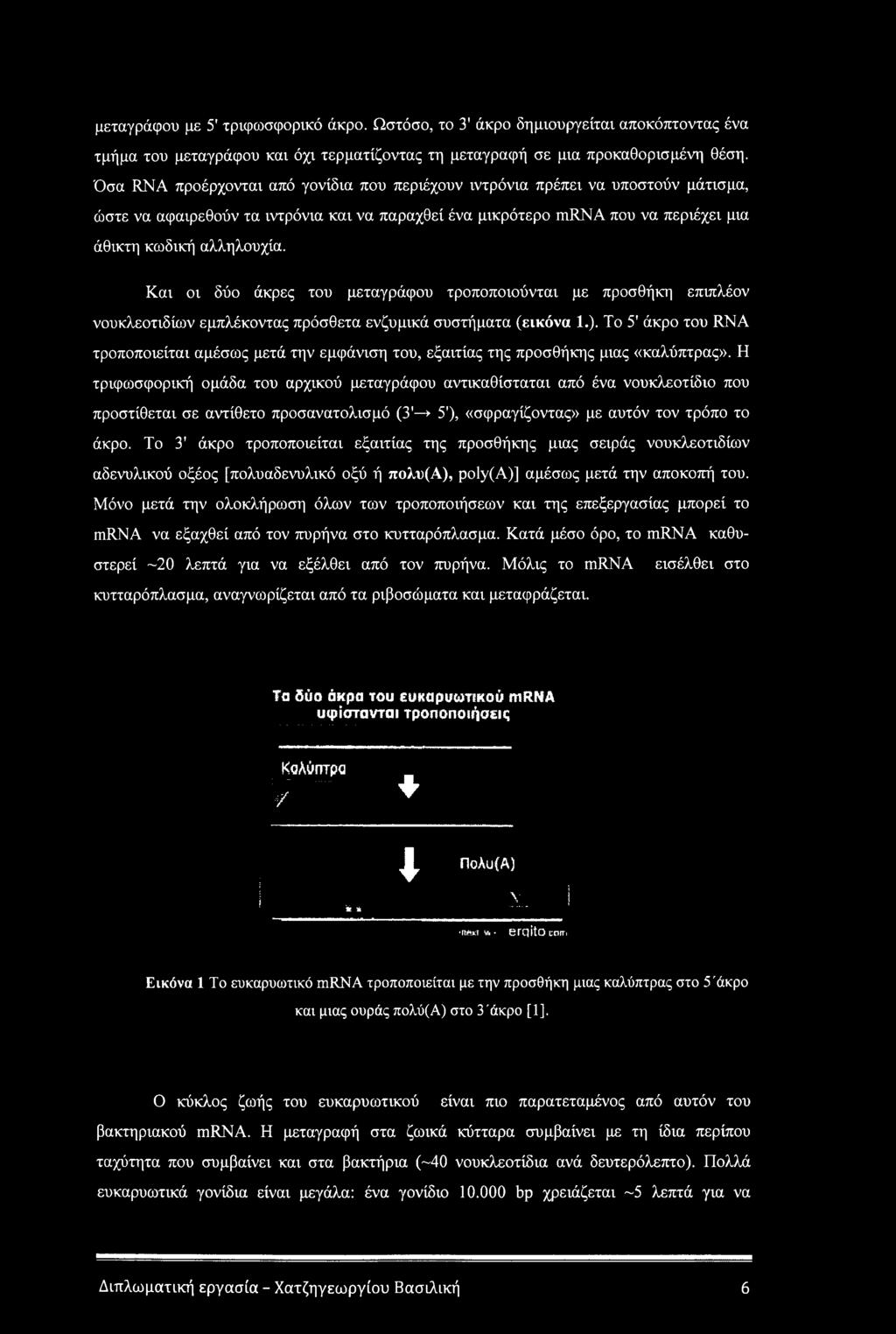 Και οι δύο άκρες του μεταγράψου τροποποιούνται με προσθήκη επιπλέον νουκλεοτιδίων εμπλέκοντας πρόσθετα ενζυμικά συστήματα (εικόνα 1.).