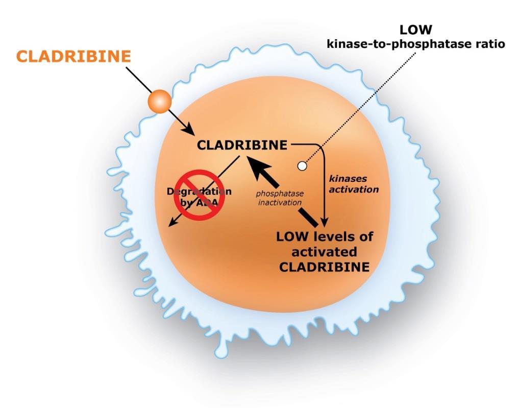 Η Κλαδριβίνη πρέπει να μπει στα κύτταρα και να ενεργοποιηθεί, από συγκεκριμένα ένζυμα.