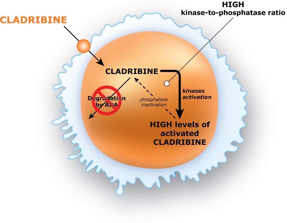 επίπεδα ενεργοποιημένης κλαδριβίνης 34 ADA, adenosine deaminase Saven A, Piro LD.
