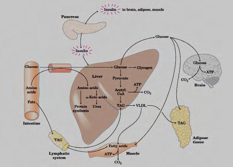Εικόνα 10: Σύντομη περιγραφή της δράσης της ινσουλίνης στο μεταβολισμό, ύστερα από την κατανάλωση ενός πλούσιου γεύματος (Lehninger, 2008). 1.6 ΓΛΥΚΑΓΟΝΗ Εικόνα 11: 3D-Απεικόνιση του μορίου της γλυκαγόνης.