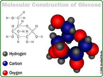 2. ΒΑΣΙΚΕΣ ΓΝΩΣΕΙΣ 2.1. Γλυκόζη Η γλυκόζη είναι μονοσακχαρίτης που αποτελείται από μια αλυσίδα 6 ατόμων άνθρακα (εξόζη) συνδεδεμένων με 12 άτομα υδρογόνου και 6 άτομα οξυγόνου.
