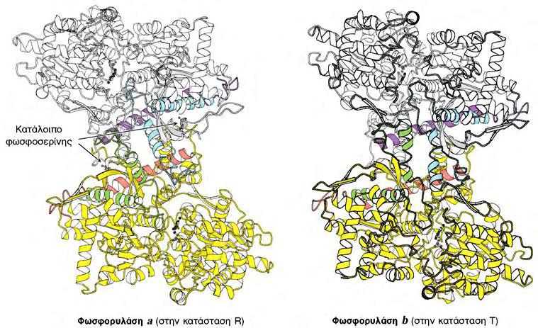 Εικόνα 20. Δομή της φωσφορυλάσης a και της φωφορυλάσης b. Η φωσφορυλάση a φωσφορυλιώνεται στη σερίνη 14 κάθε υπομονάδας. Η τροποποίηση αυτή ευνοεί τη δομή της πλέον ενεργού κατάστασης R.