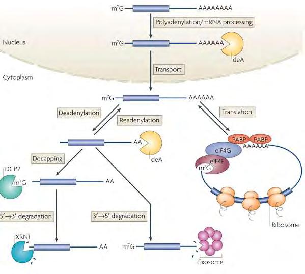 αποσιώπησης του mrna. Το γεγονός αυτό καθιστά την αποαδενυλίωση ως το κυριότερο σημείο ελέγχου για τις δύο αυτές διαδικασίες.