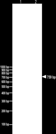 discoideum, ιε ηςδζηυ DDB_G0288543. Δ πνςηεύκδ αοηή μκμιάζηδηε DRpp29 (Dictyostelium RNase P Protein 29), θυβς ηδξ μιμθμβίαξ ηδξ ιε ηδκ ακενχπζκδ Rpp29.