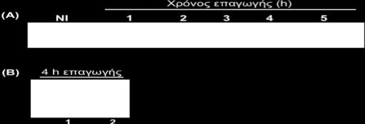 Απνηειέζκαηα ηδκ πανμοζία ημο drpp29 ηαζ ιζα ελ αοηχκ πνδζζιμπμζήεδηε βζα επαβςβή ηδξ έηθναζδξ ημο ηιήιαημξ drpp29. 2. Παξαιαβή θαζαξήο αλαζπλδπαζκέλεο πξσηεΐλεο DRpp29 2. 1.