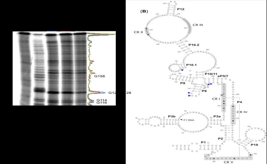 Απνηειέζκαηα Εικόνα 6. 2: Πνμζδζμνζζιυξ ηςκ πενζμπχκ ηδξ RNA οπμιμκάδαξ ηδξ RNase P απυ ημ D. discoideum πμο πνμζδέκεηαζ δ DRpp29.