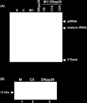 1: Ώκαζφζηαζδ δναζηζηυηδηαξ RNase P απυ ηδ DRpp29 ηαζ ημ Μ1 RNA. (A) Ώπμδζαηαηηζηυ πήηηςια πμθοαηνοθαιζδίμο, ποηκυηδηαξ 10 %.