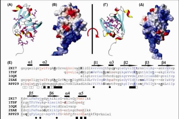 Απνηειέζκαηα Εικόνα 8. 1-Ι: Μμκηέθμ δμιήξ ηδξ DRpp29 απυ ημ Dictyostelium discoideum. (A) Δ επζθάκεζα ηδξ πνςηεύκδξ πμο πζεακυκ ειπθέηεηαζ ζε αθθδθεπζδνάζεζξ ιε άθθεξ πνςηεύκεξ.