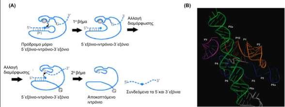 Δηζαγσγή (Bonen ηαζ Vogel 2001) (Δηθόλα 2. 2. 1-II), αθθά ιυκμ μζ πενζμπέξ I ηαζ V έπεζ ανεεεί κα παίγμοκ ζδιακηζηυ νυθμ ζηδκ ηαηάθοζδ.